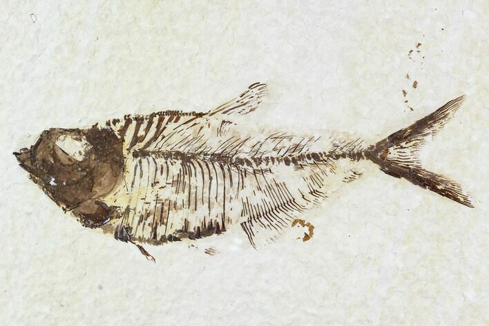 Fossil Fish Plate (Diplomystus) - Wyoming #111264